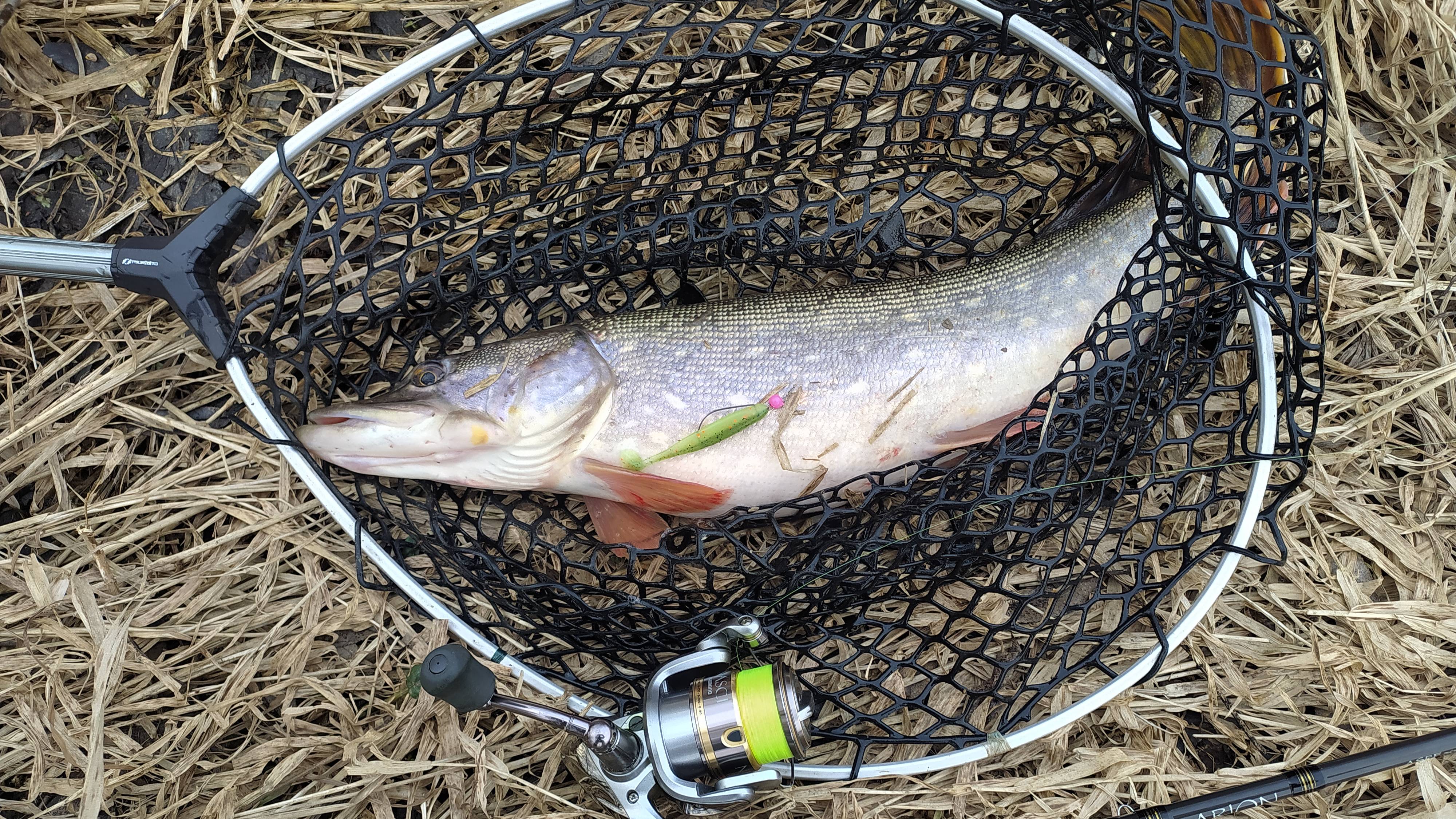 Микро-речка 11 марта 2025 года, крокодильчик