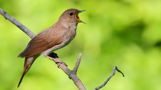 Роман Война и мир по соловьины. Том 2. Читает Пьер