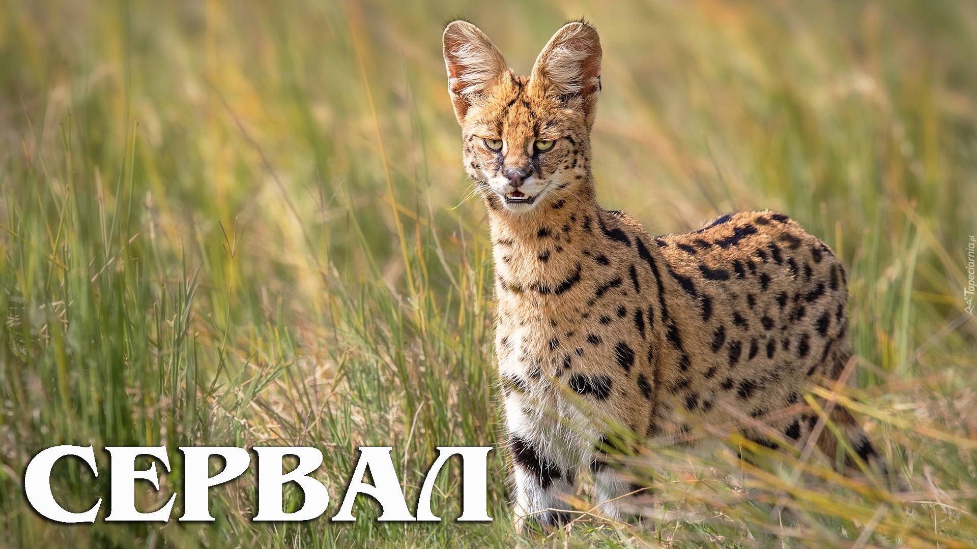 Сервал: Мини-леопард с характером гепарда | Интересные факты про сервала