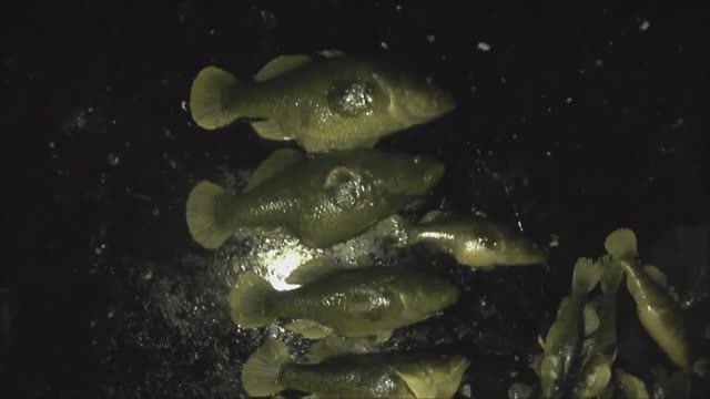 Супер клёв! Зимняя рыбалка. Огромный ротан!