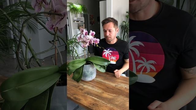 Уход за орхидеями- коротко о главном