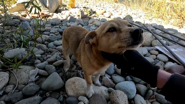 Газ 3308 11 09 2024 выезд на Терсь первый день