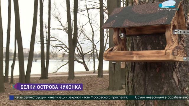Новые домики и кормушки для белок на острове Чухонка