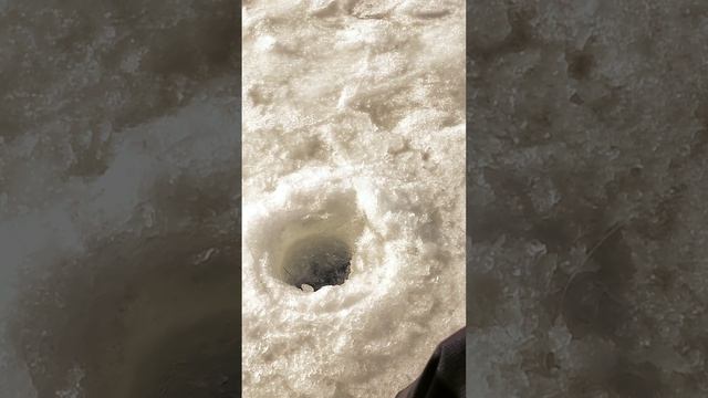 Выменял щук и отпустил