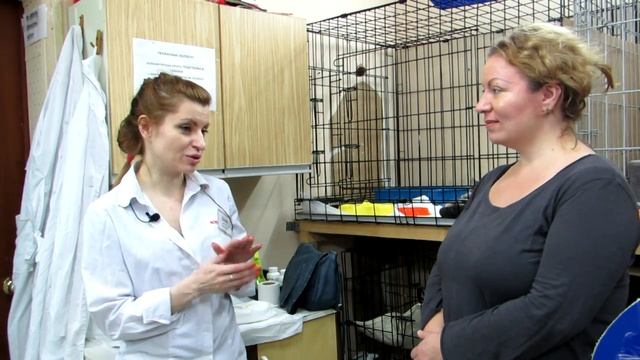 Как искать пропавшего питомца? Советы от "Муркоши" и Лины Вет