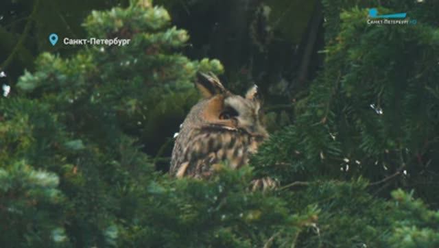 Грачевник на Дудергофских высотах, кладовая белки и птенцы ушастой совы в парке Петербурга