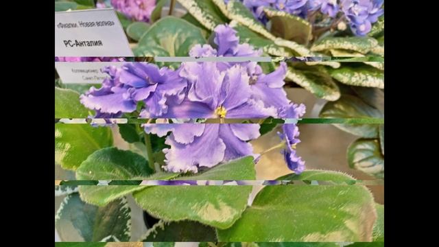 НЕЖНЫЕ ФИАЛКИ.