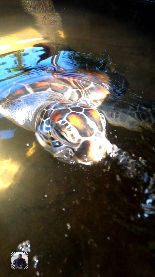 Индурува - Центр морских черепах, Шри-Ланка #шриланка #морскиечерепахи #srilanka #seaturtles #short