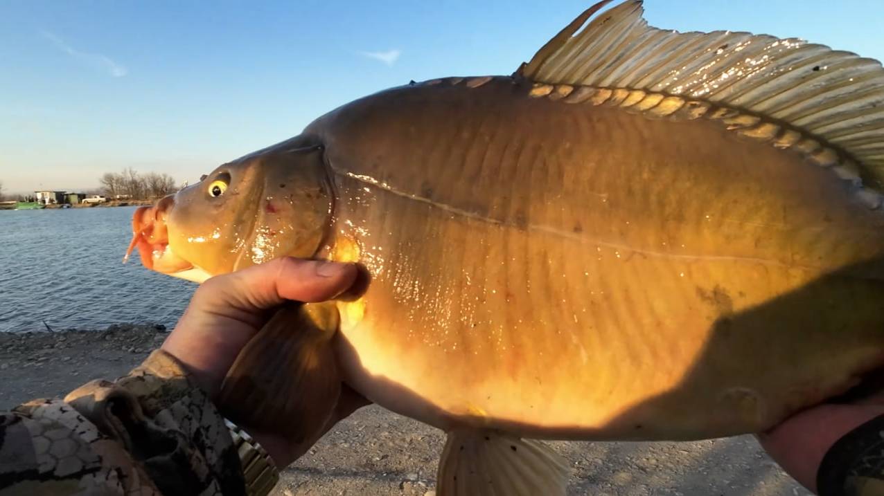 ОГРОМНЫЙ КАРП на классический фидер. Сезон 2025 открыт