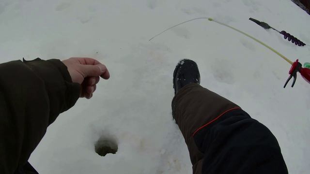 ✅🚩Снял жерлицу. Половил живца на Окуня. Погода плюс.