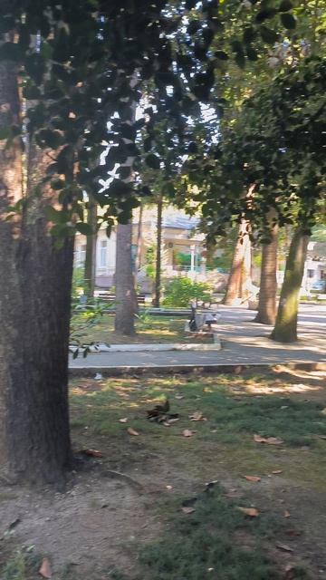 Павлины в отеле "Айтар" Абхазия