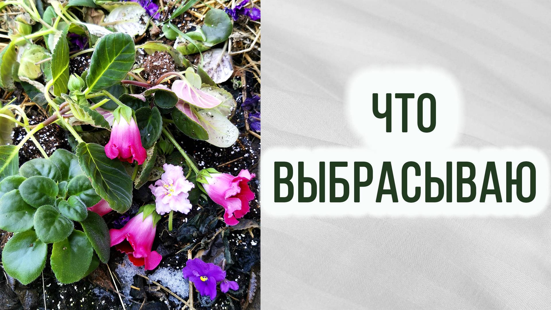 Какие цветы  выбрасываю. Брак. Фиалки. Глоксинии. Экономим место.