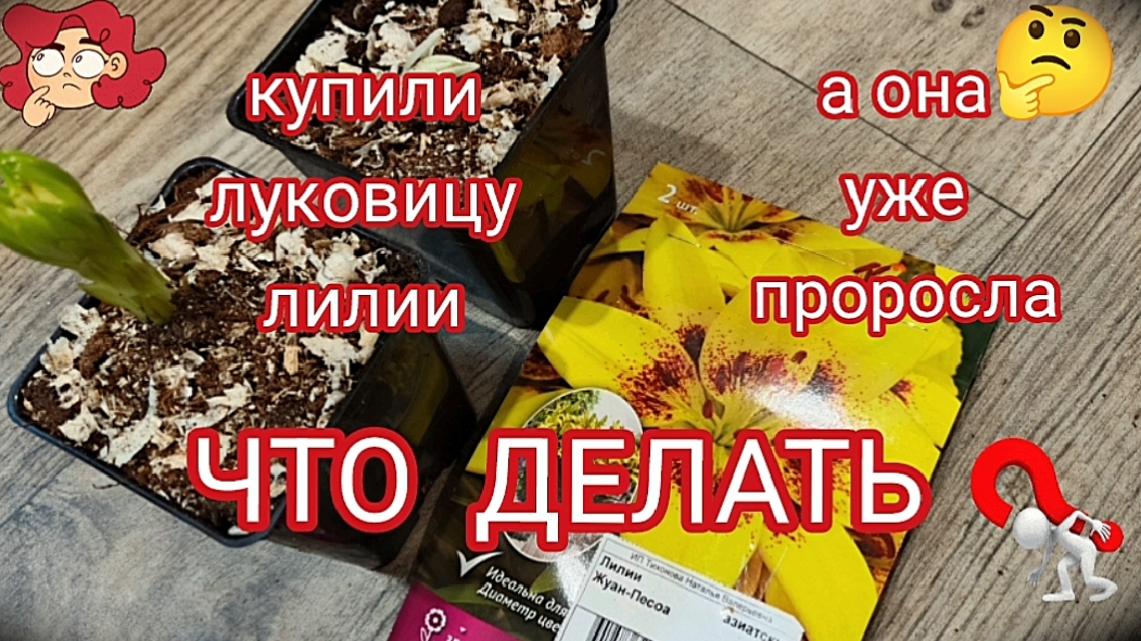 Лилия.Покупка и посадка