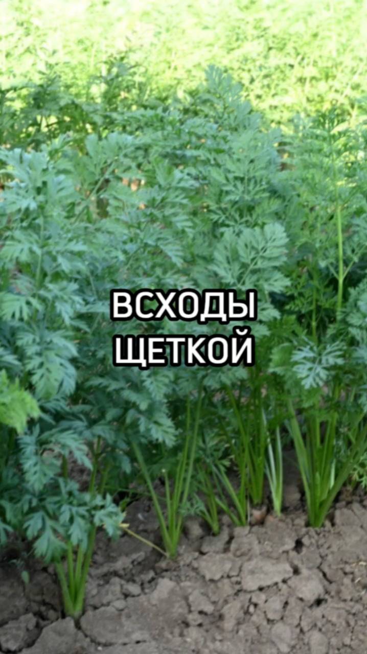 Самые ЧАСТЫЕ ошибки при выращивании моркови.