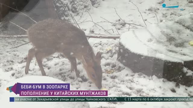 Пополнение у китайских мунтжаков Ленинградского зоопарка