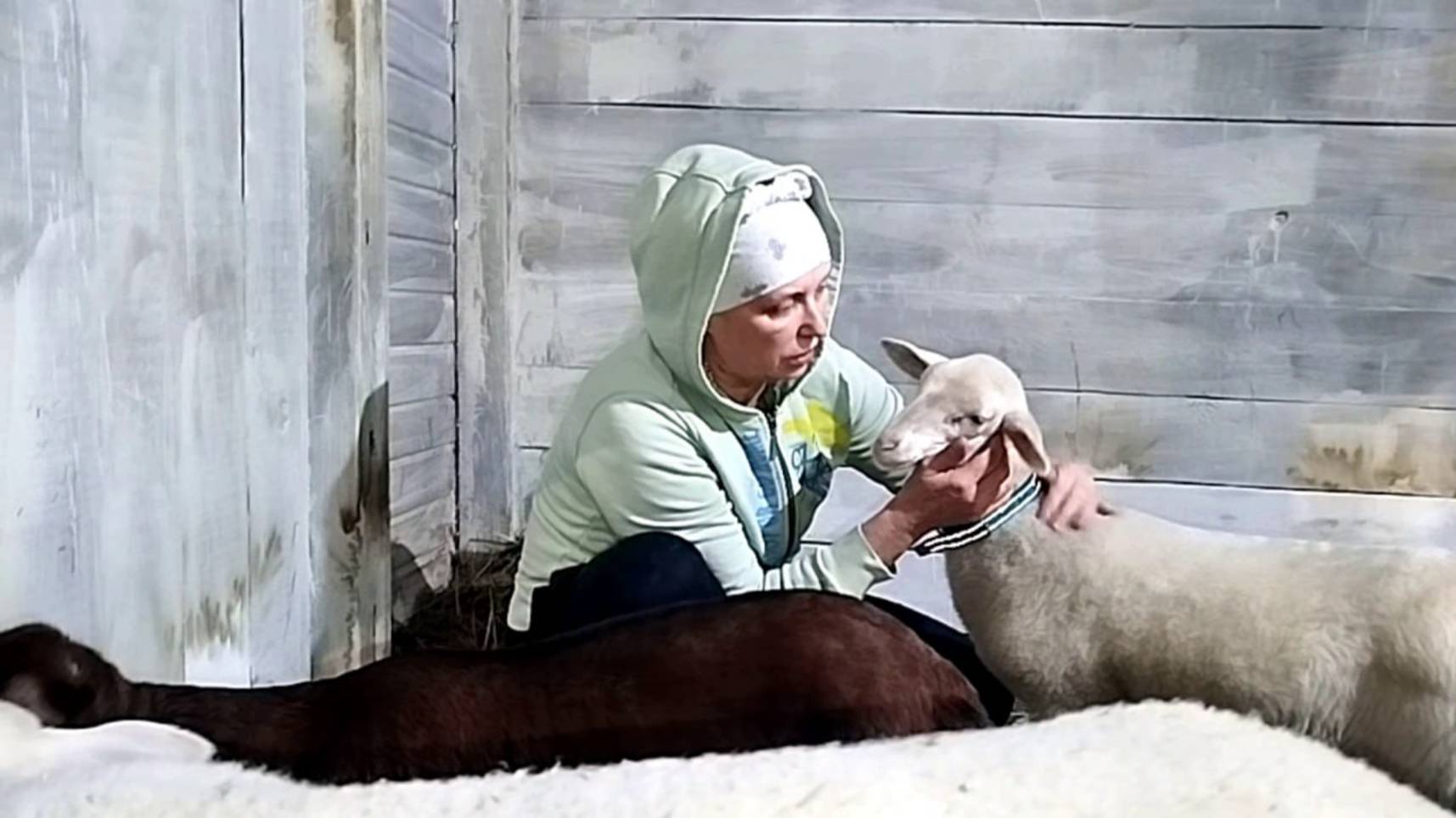 КУПИЛА НА СВОЮ ГОЛОВУ В ПЛЕМЕННОМ ХОЗЯЙСТВЕ🤔