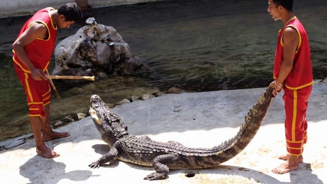 Бангкок. Крокодиловая ферма: захватывающее шоу, которое нельзя пропустить в Бангкоке! Crocodile Farm