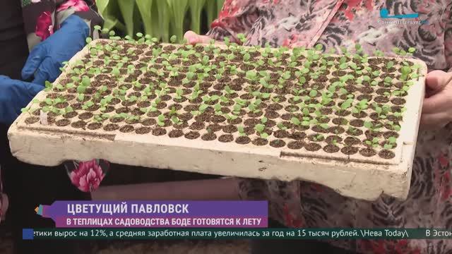 В теплицах садоводства Боде готовятся к лету