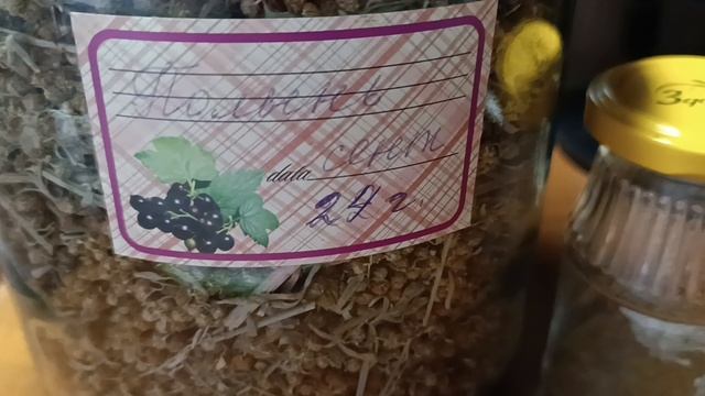 Полынь обыкновенная- как применять при простуде и гастрите.