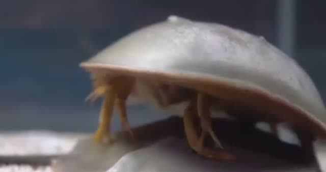 ... Мечехвост . Что мы про них знаем ....