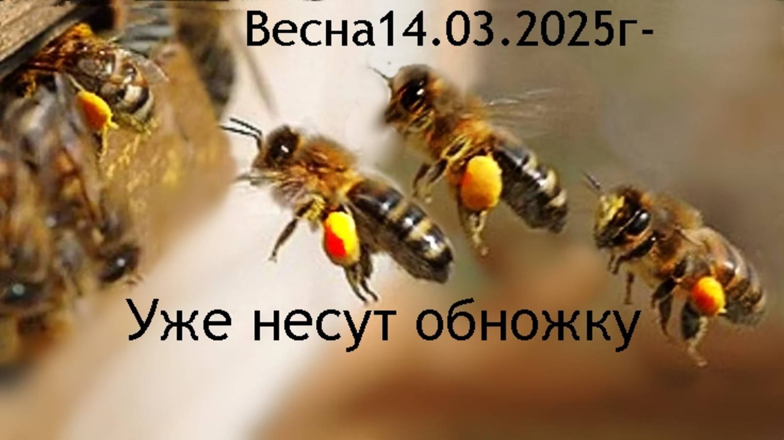 🐝Пчелы уже  несут обножку 14.03.2025г.