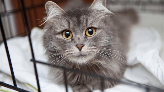 Хроники Муркоши. Счастливчики 2016.