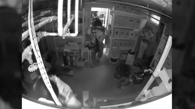 Спрятался. #хамелеон #топ #рутуб