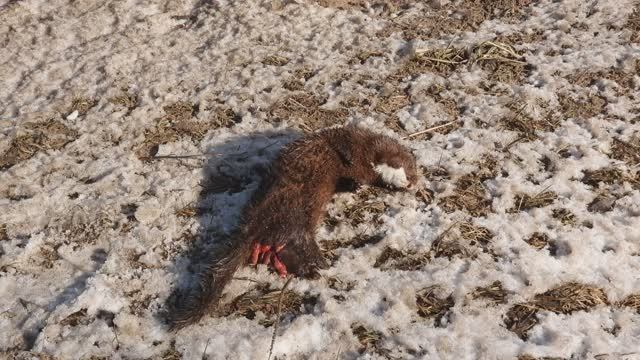 Животные сбитые вдоль дорог, Американская норка, Новгородская область, 15 марта 2025