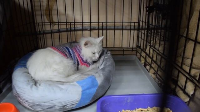 Забрать частичку счастья домой. Репортаж о выставке "Неслучайная встреча"