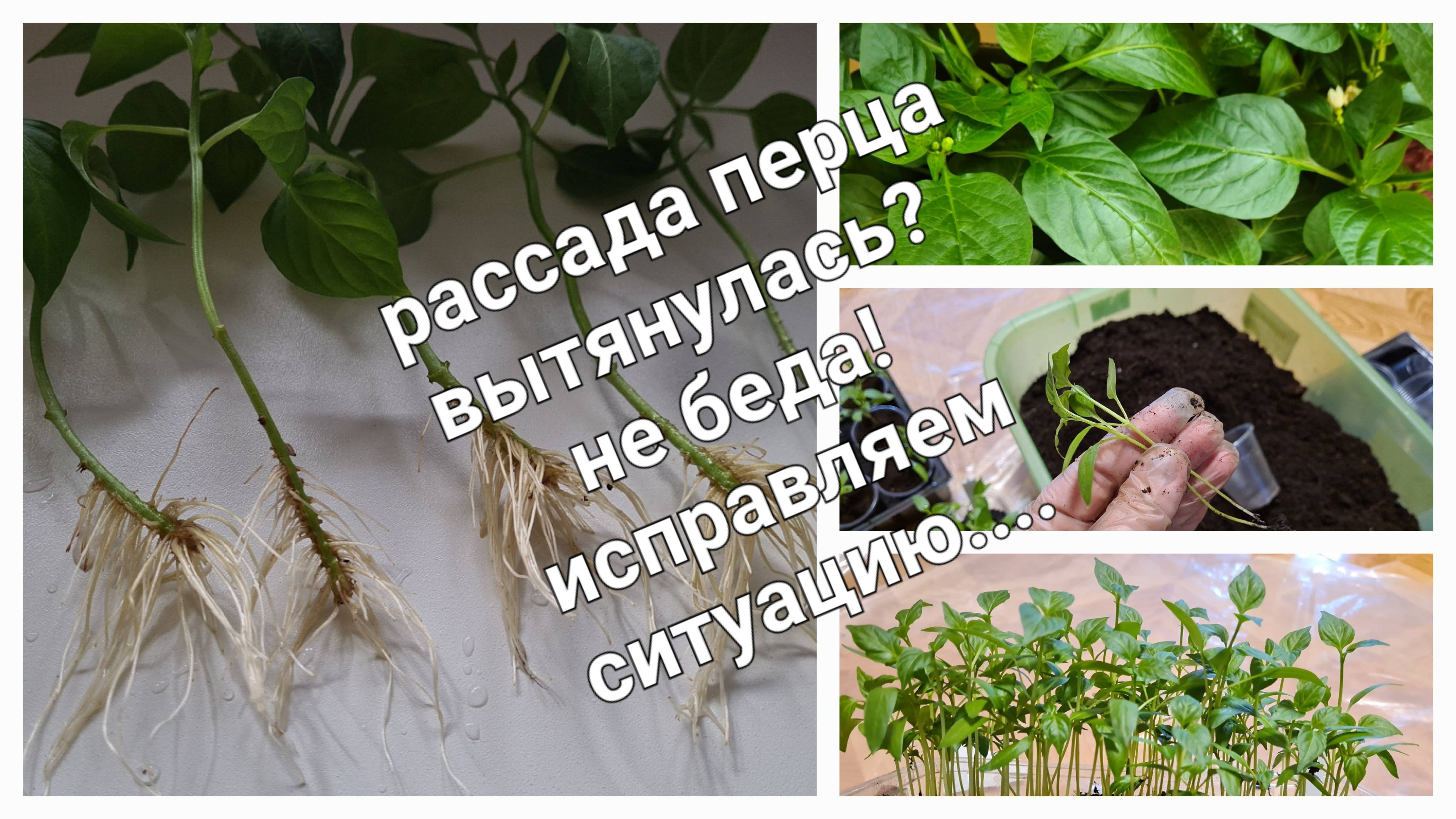 Перец на рассаду посадили, а она вытянулась или не растёт?  Показываю как ей помочь.