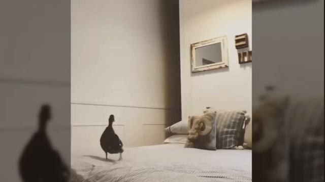 Исчезновение. Утка очень впечатлилась🦆 #фокус