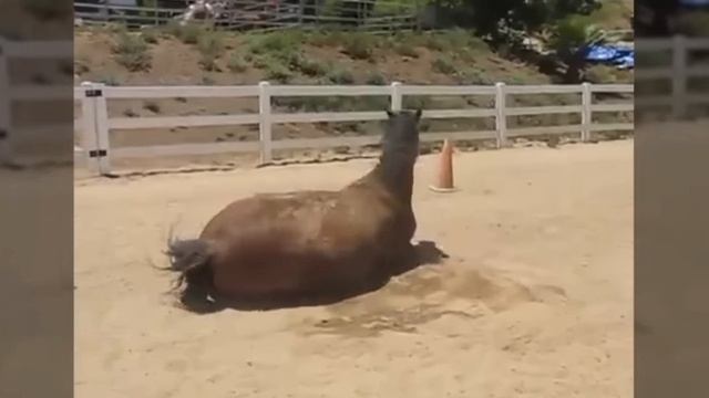 Конная радость #смотреть #онлайн #бесплатно