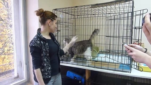 Выставка "Неслучайная встреча": взгляд из приюта