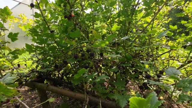 Столовое вино из крыжовника