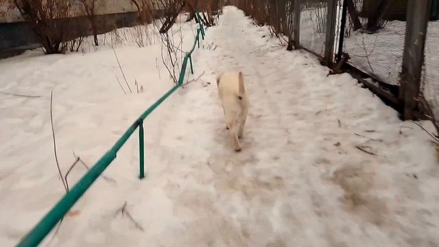 Первые шаги вперёд