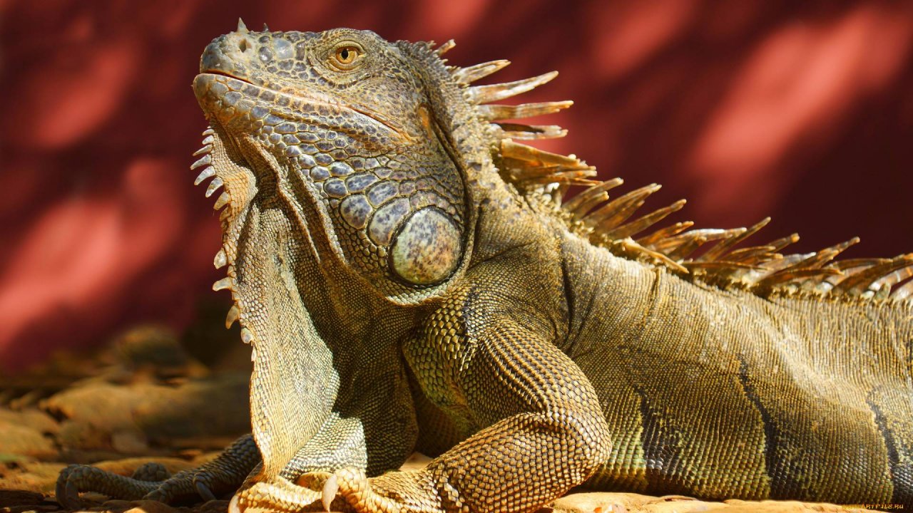 Игуаны | Аудиокнига