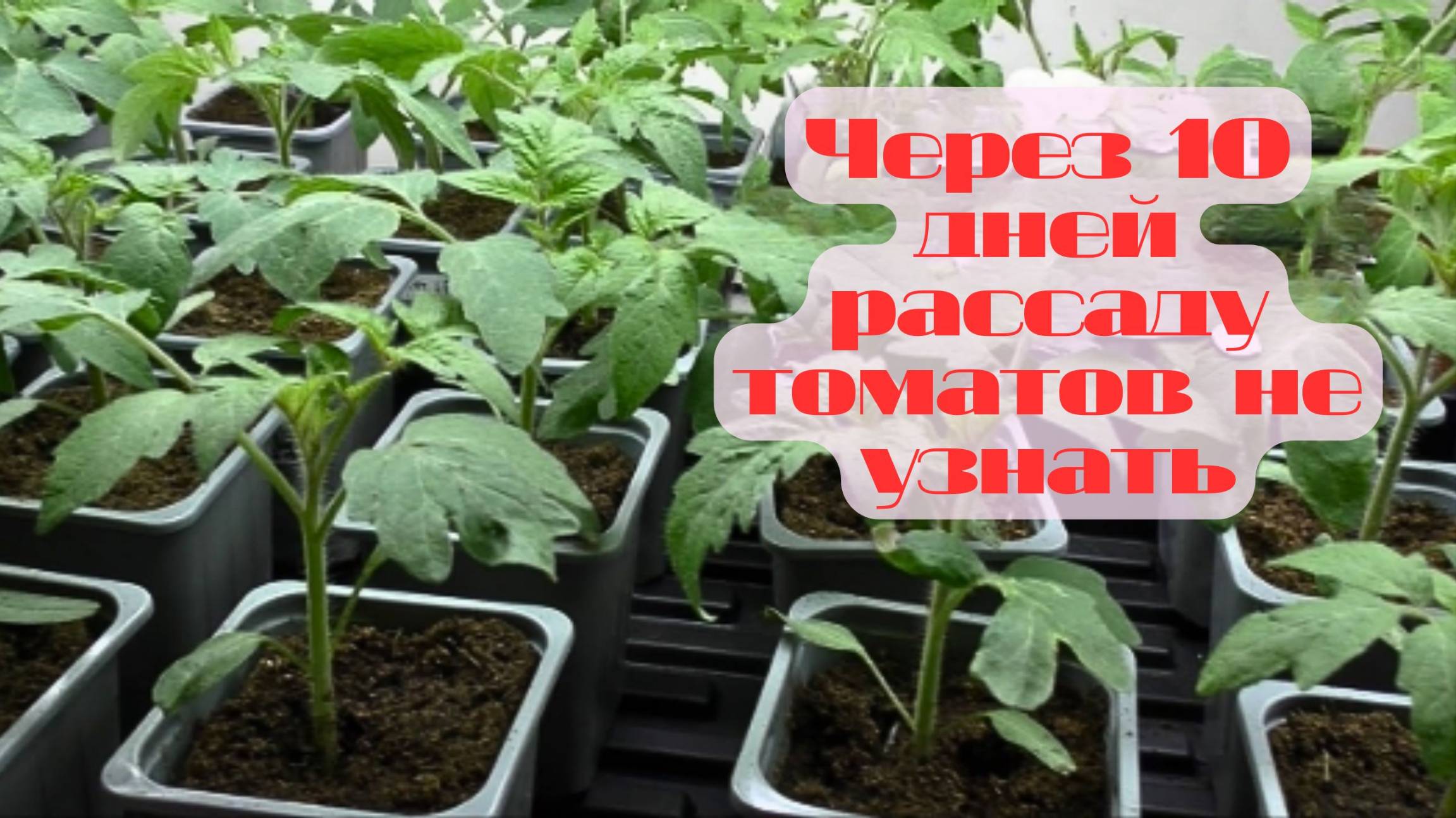 🌱 Как вырастить крепкую, коренастую рассаду томатов с насыщенным тёмно-зелёным цветом 🍅