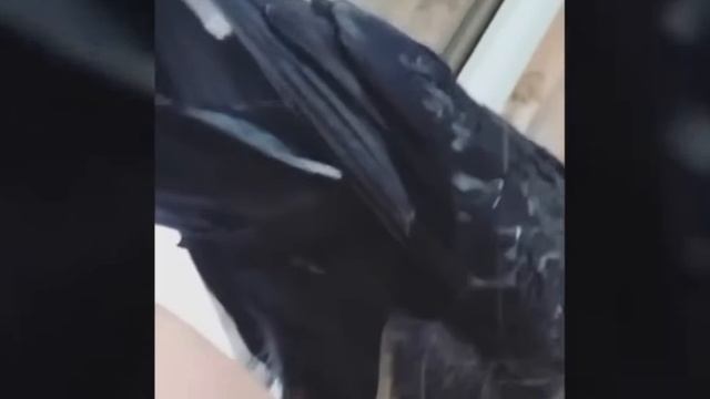 Голубь голубь 🕊️ #секторгаза #птицы