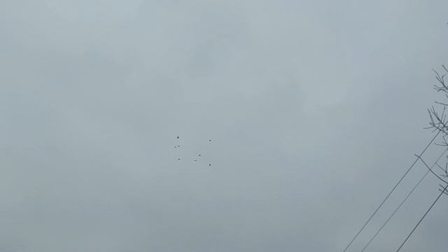 Агасиевские голуби набирают игру!