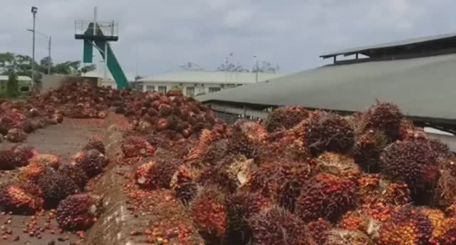 .... Почему Пальмовое масло такое дешовое....