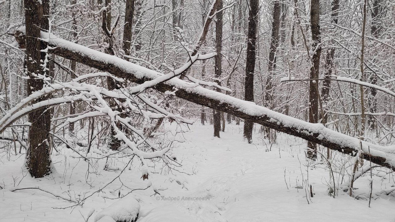 Мартовский снегопад в Калуге .Зима ПРИШЛА ... -11