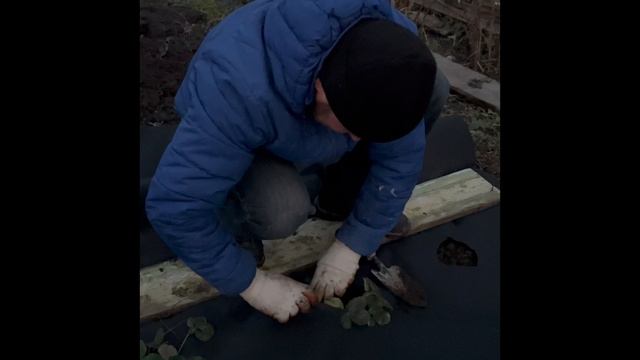 Сажаем викторию