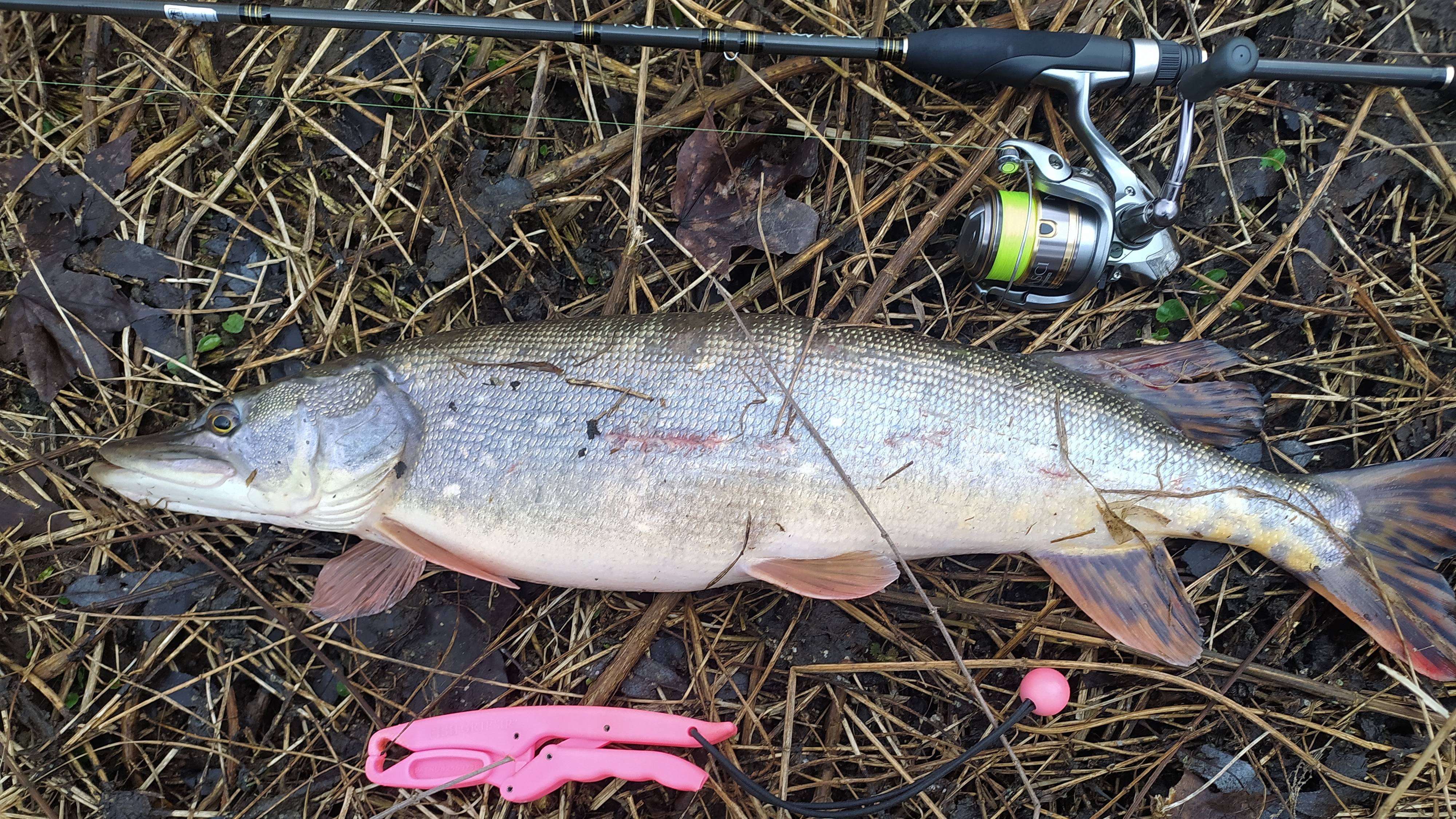 Микро-речка 14 марта 2025 года, ЩУКА-МАМАШКА