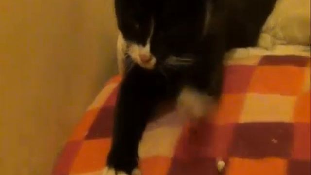 Мини-видеофильм о нашем приюте (январь 2016г.)