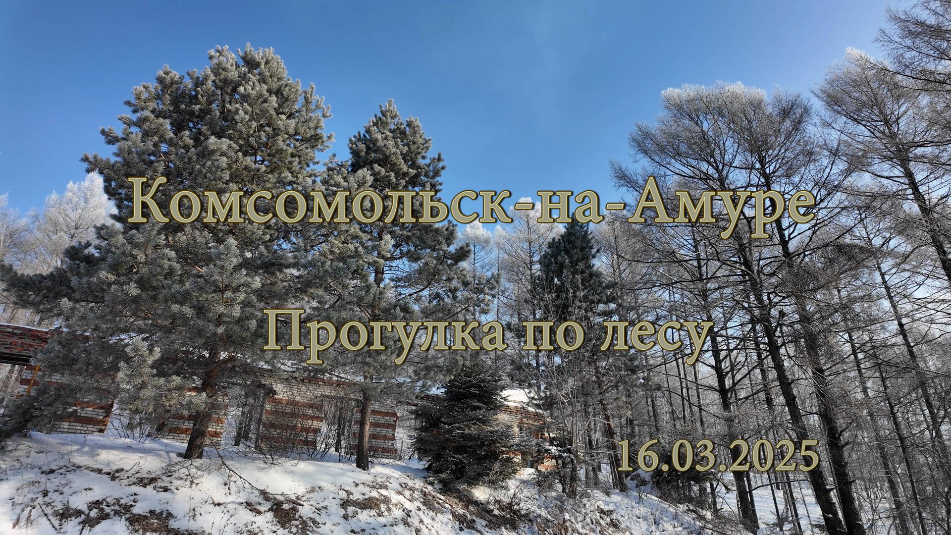 Комсомольск-на-Амуре  Прогулка по лесу 16.03.2025