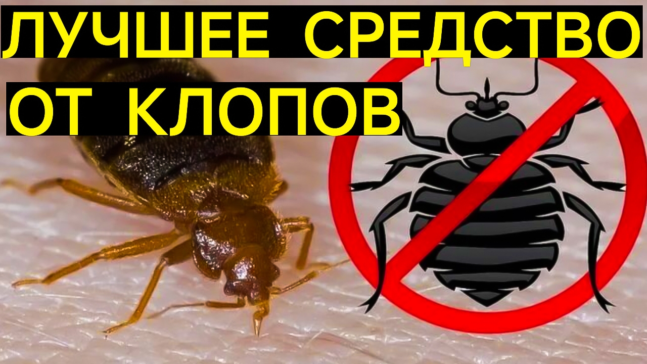 РЕАЛЬНО РАБОТАЮЩЕЕ СРЕДСТВО ОТ КЛОПОВ. МОЙ ЛИЧНЫЙ ОПЫТ ПО БОРЬБЕ С КЛОПАМИ. 0, 7.