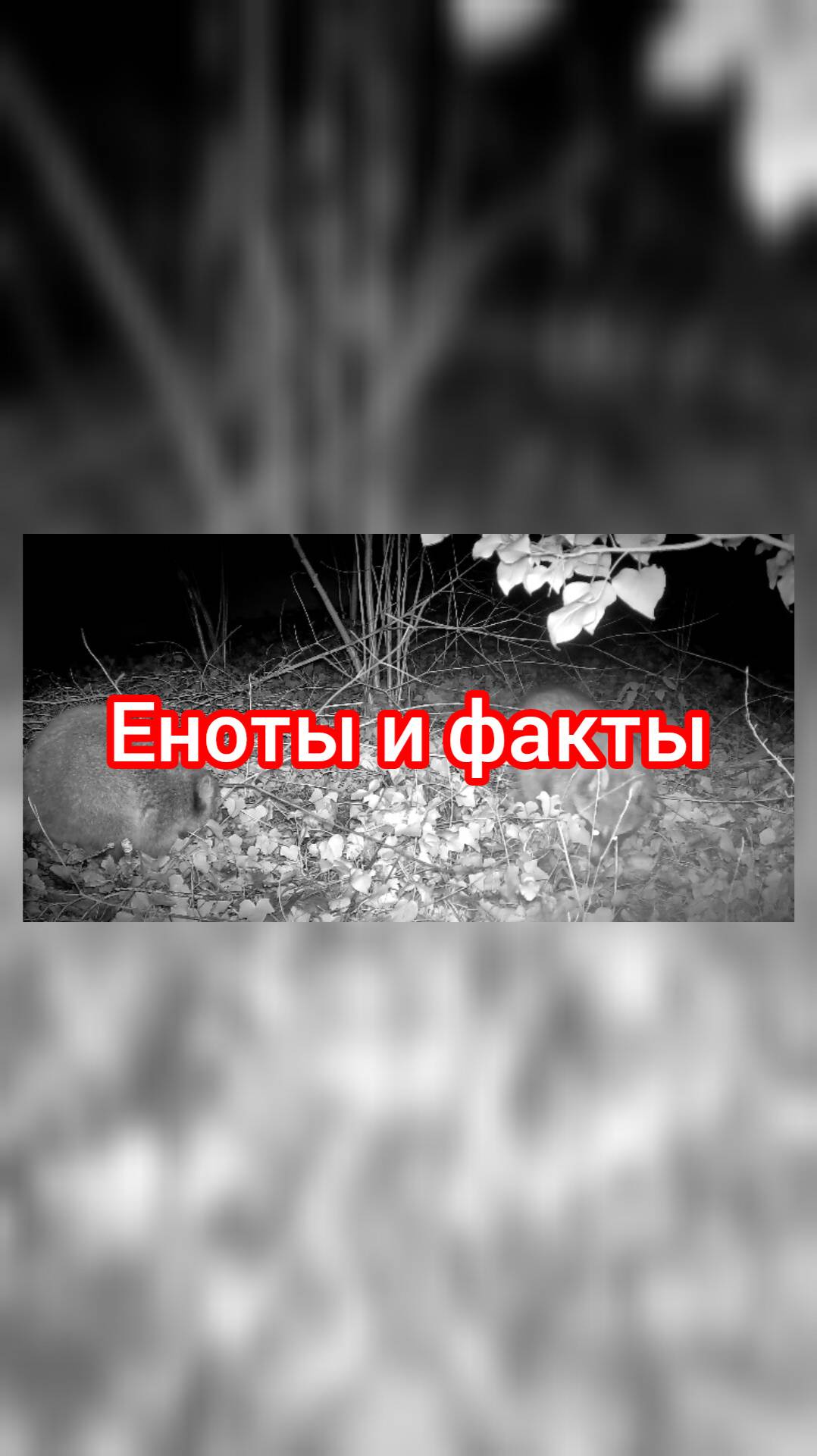 Откуда еноты взялись в европе? живой уголок, еноты.