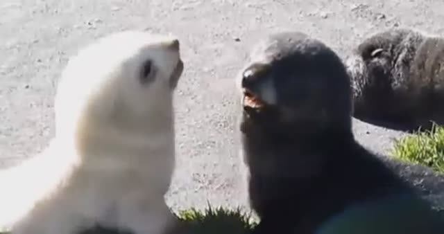 ... Как выглядят Детёныши разных Животных.....