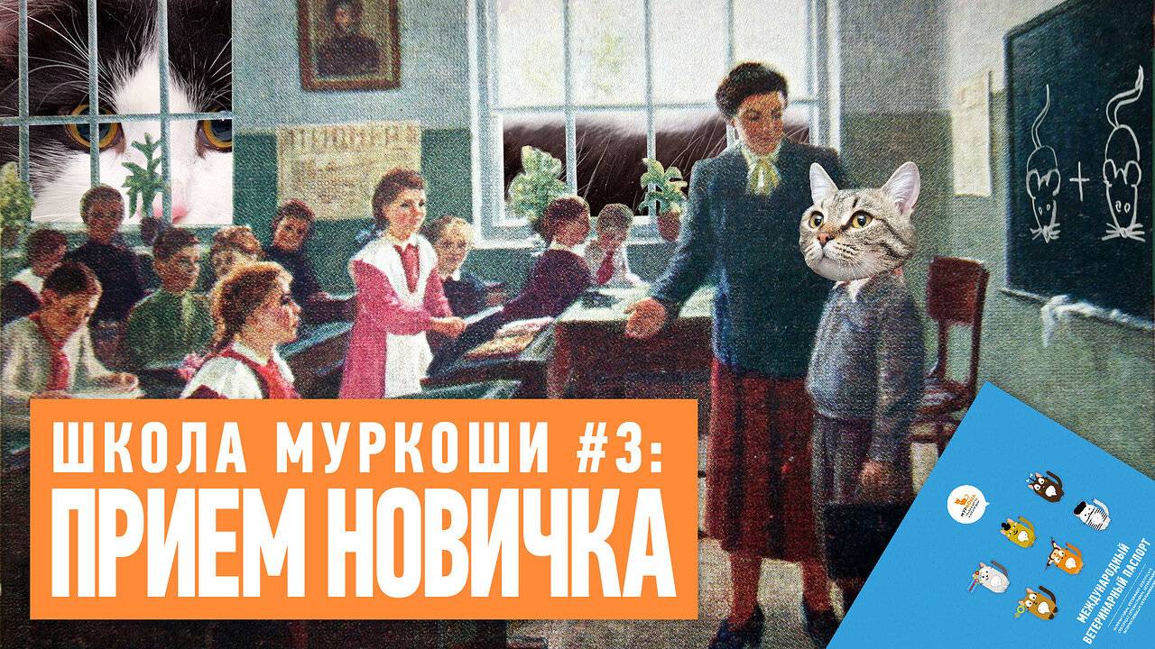 Школа Муркоши #3. Как проходит прием новых кошек?
