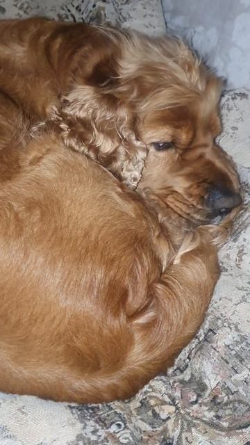 Английский спаниель Арчи расстроен что не вышел FM 25#shorts